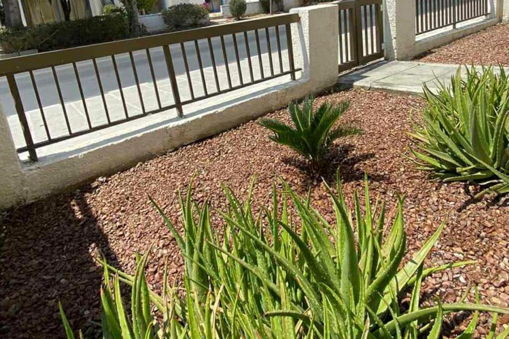 Dalia 9 Daire Pafos Dış mekan fotoğraf
